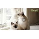 Lilcat 5G Αδιάβροχο GPS Tracker & Cat Activity Monitor GPS Γάτας Λευκό